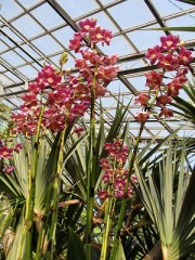 植物園パート２