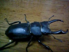 6/10（水）と6/16（火）...