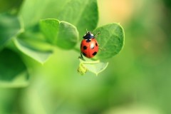 ささやかな幸せ！