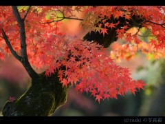 県民性（表と裏）