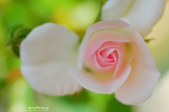 ダンスの愉しみ！