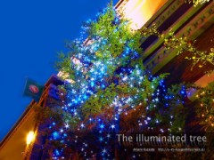 冬支度、完了！♪_(=^‥^=) ニッ♪♪