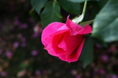 朝帰り～（苦笑）♪