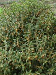 金木犀に基づき。。。