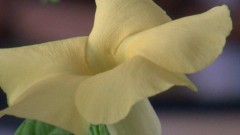 【お題日記】誕生日のサプライズは？