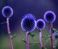 【お題日記】あなたの好きな格言「学ぶに遅き事は無し！」