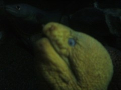 めんそ～れ沖縄・・・ゴルフ