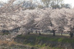 ｻｸﾗ散る　おとといきやがれ