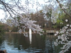 サクラちゃんの見分け方その２