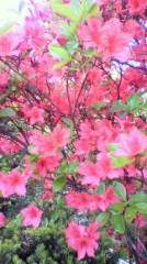 花よりチキン・・