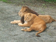 富士サファリパーク・・