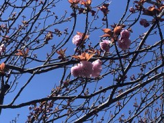 ログ再開します