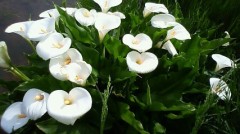 身近なﾋﾞｼﾞﾈｽ