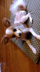 最近の僕の彼女です…