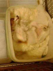 彼女の寝姿(^^;)