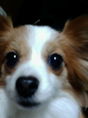 ドアップのマメちゃんもupしてみよー