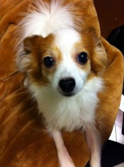 最近はぬくぬく