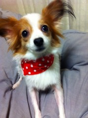 【お題日記】かわいらしさって何？