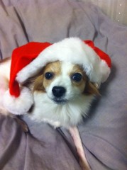 【お題日記】あなたのクリスマスの思い出♪