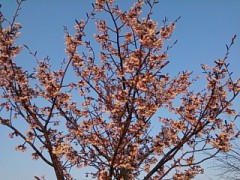 やっと桜が…