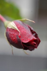 ヒュー・グラント、3年ぶりの来日で学んだことは「浮気は日本の文化」