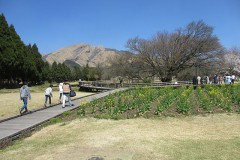 【お題日記】まだ間に合うお花見スポット