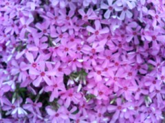 この花咲くや姫