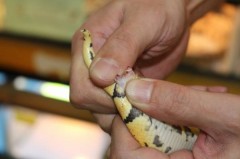 【お題日記】オススメのラブグッズ