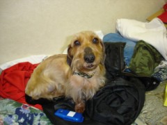 この犬を見たら