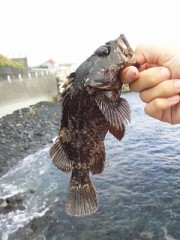 【お題日記】鶏肉、豚肉、牛肉どれが一番好き？