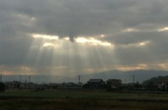 朝野菜（≧∇≦）～！