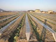 【お題日記】宝くじが100万円当たったら何に使う？+