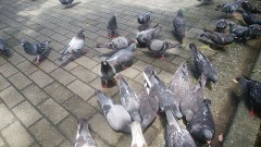 【お題日記】偽円札細菌見た？