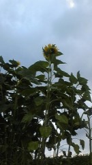 曇り空にひまわり