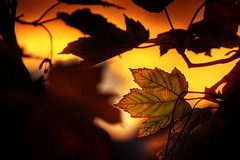 肌にいい食べもの