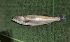 六川目サーフの17:30頃