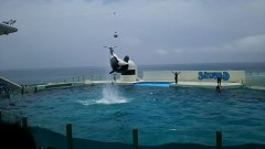 シャチは圧巻！