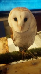 フクロウカフェ、アウルの森 秋葉原店行ってきました！