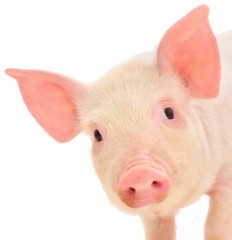 【お題日記】自分の体の悩みってありますか？