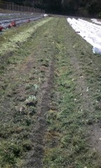 ブロッコリーの畝作りの続き