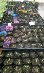 ポットへの移植