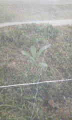 今日もブロッコリーの定植