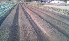 今日も畝の用意