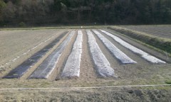 今日も引き続きマルチ張り