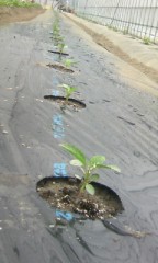 モロヘイヤとチンゲンサイの定植