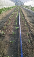 チンゲンサイの定植