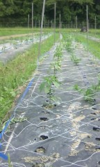 ピーマン類の管理