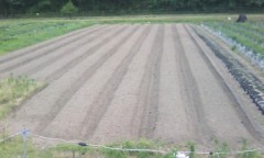 白葱の畝作り