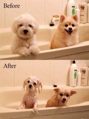 劇的BeforeAfter