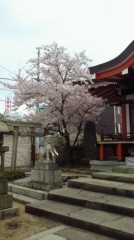 ご近所の桜ですが